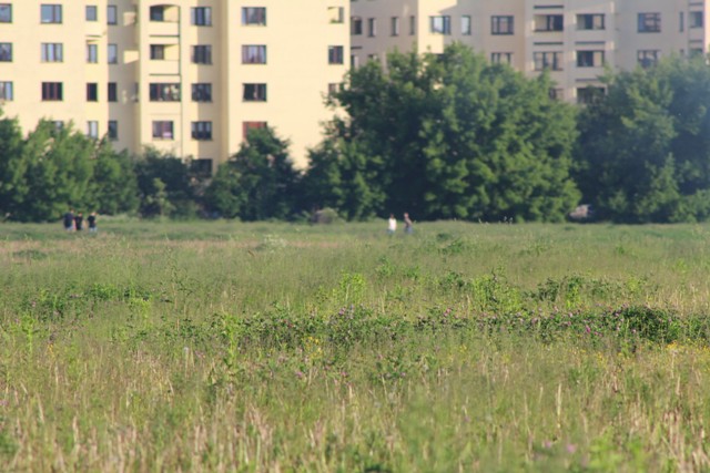 tu naprawdę widać ogara