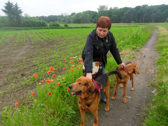 Nasze psiaki coś nie chciały się dobrowolnie ustawić do wspólnego zdjęcia na tle czerwonych maków