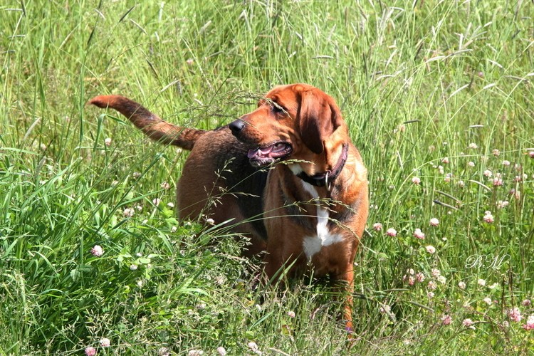 Coda