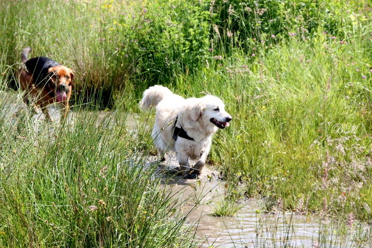 Raptor i Daisy
