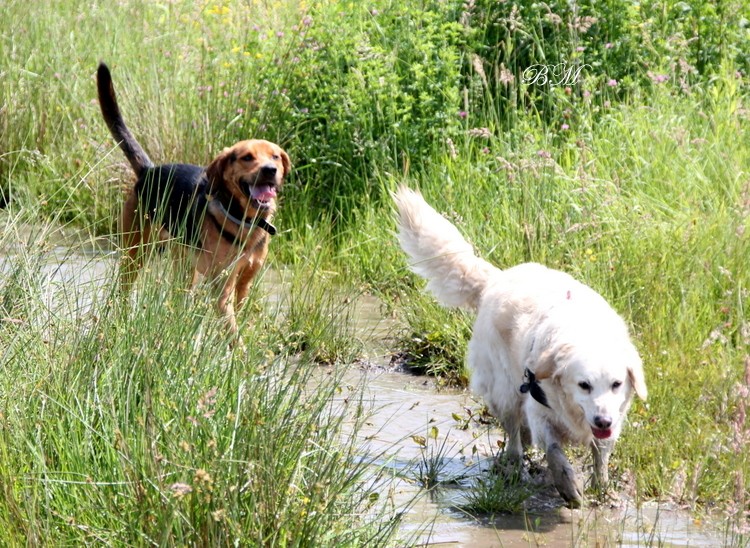 Raptor i Daisy