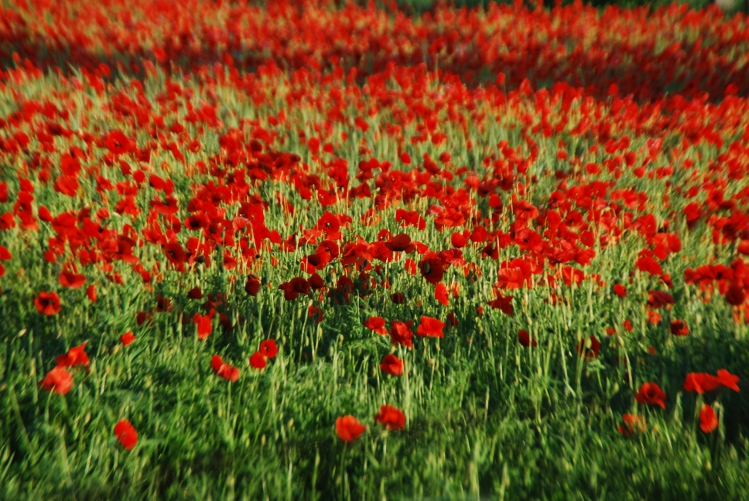 DSC_0086.JPG