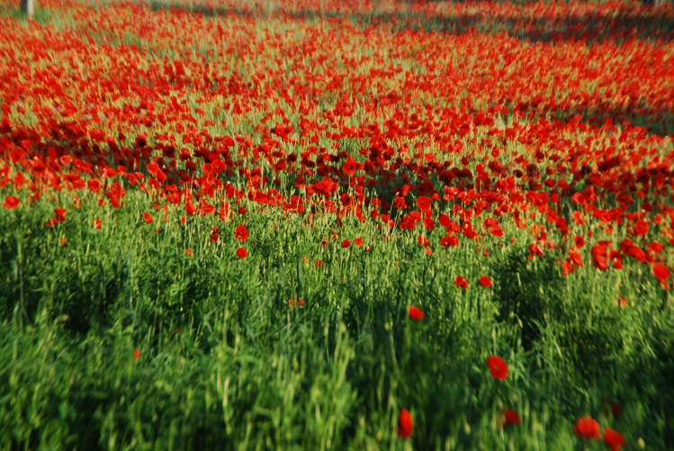 DSC_0085.JPG