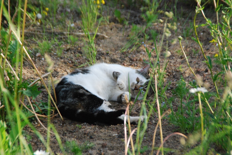 DSC_0041.JPG