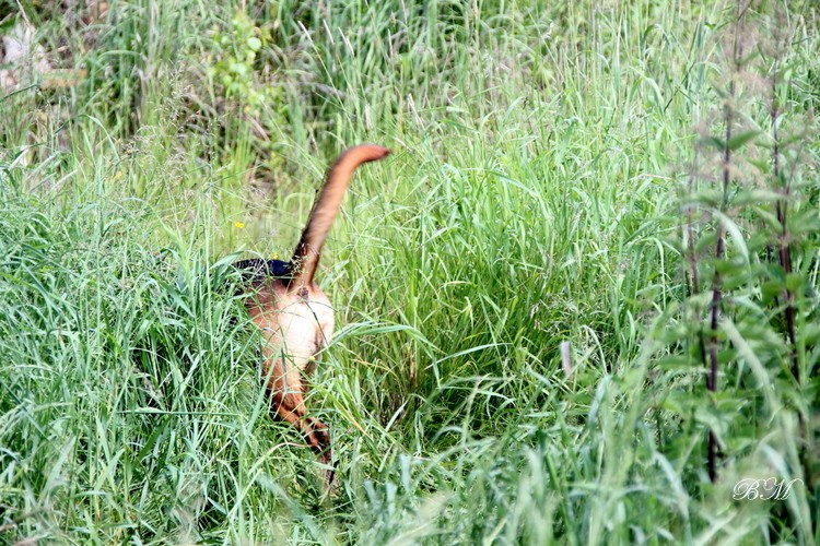 Ogon :)