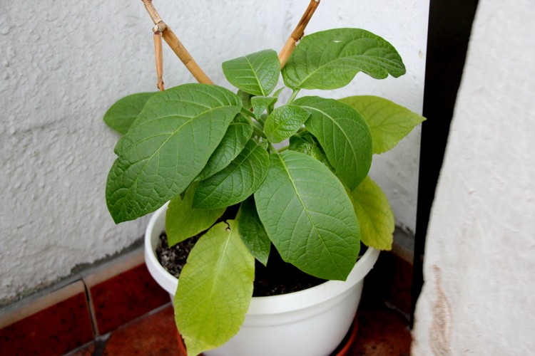 Datura, od mojej mamy ... jak ją dostałam miała dwa liście, które od razu zgubiła. Myślałam, że nic z niej nie będzie ale jak wlałam nawozu to oszalała :)