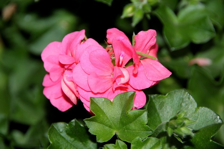 Pelargonia, kupiona w Ikei za 3 zł. Była &quot;do wyrzucenia&quot; ale ją odratowałam.<br />Teraz prawie nie mieści się w skrzyni.
