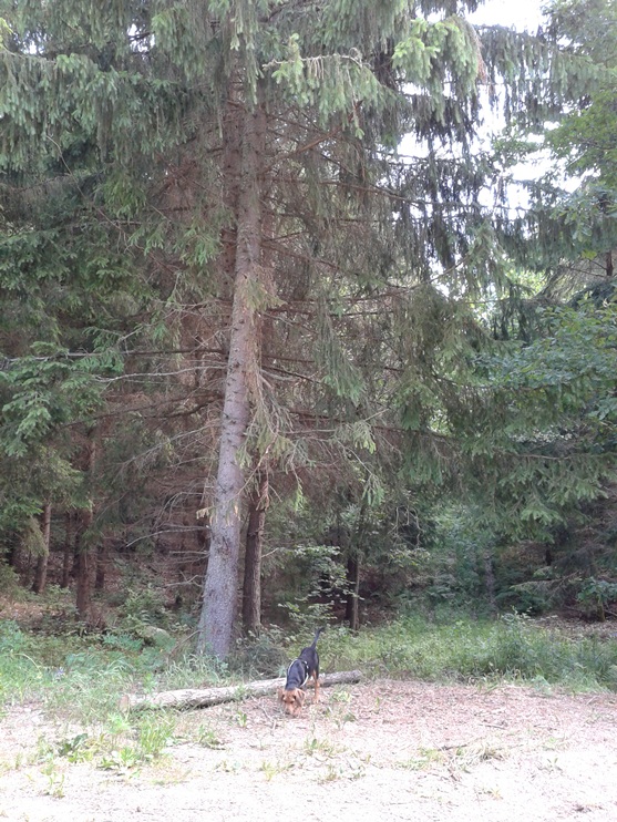 Mały Major w wielkim lesie
