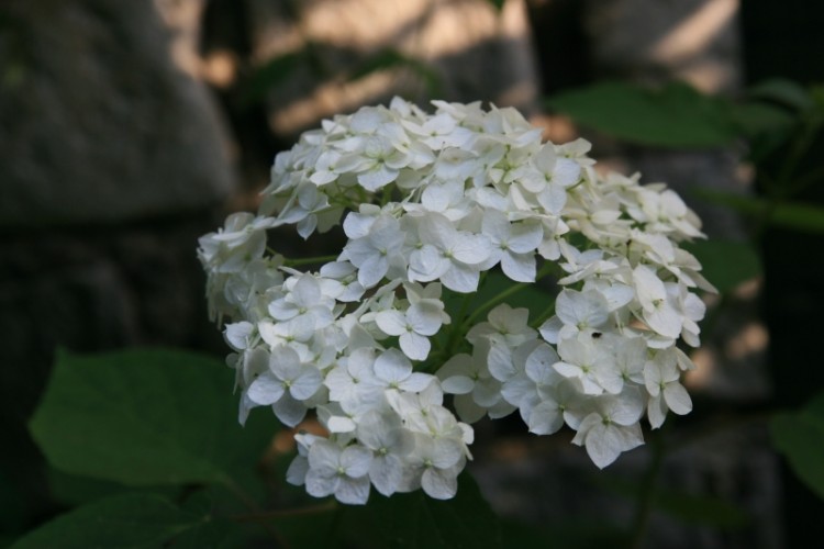 ka 095.jpg