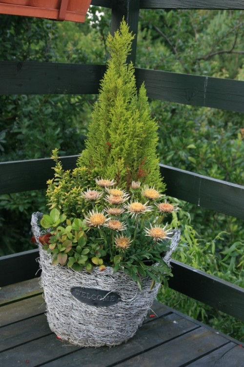 Gazania pierwszy raz u mnie na tarasie.