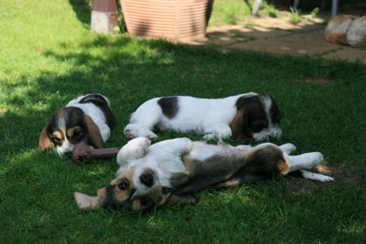 bassety (31).jpg