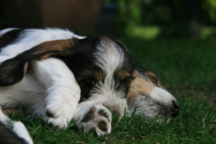 bassety (52).jpg