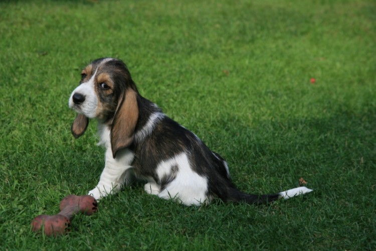 bassety (58).jpg