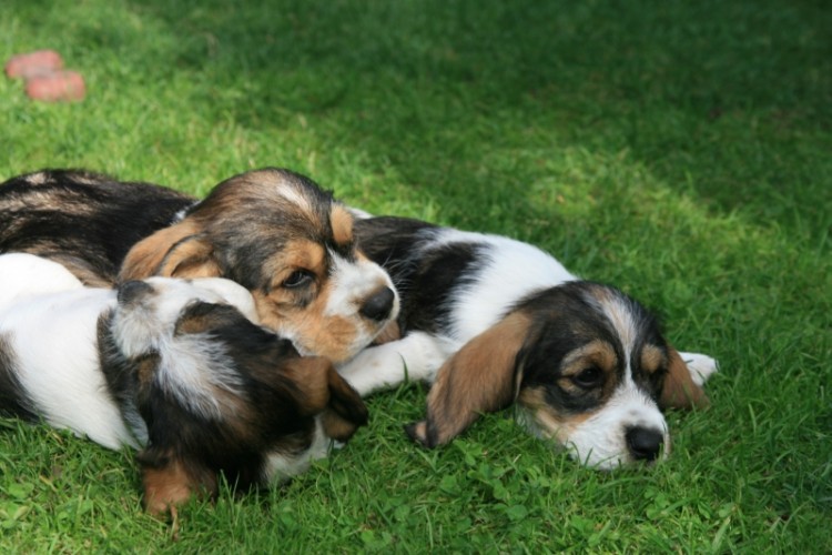 bassety (77).jpg