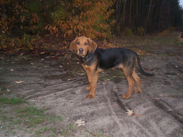 Dziadek amon3,5m .jpg
