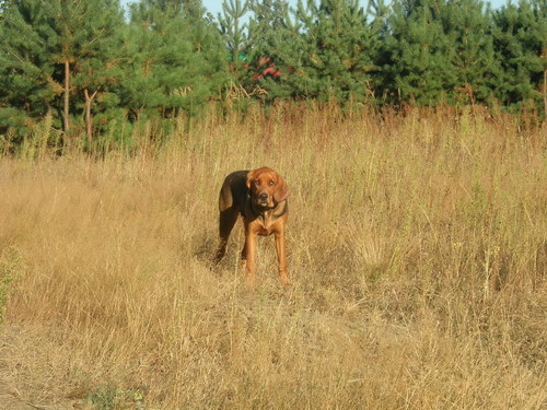 ulubiona wysoka trawa.jpg