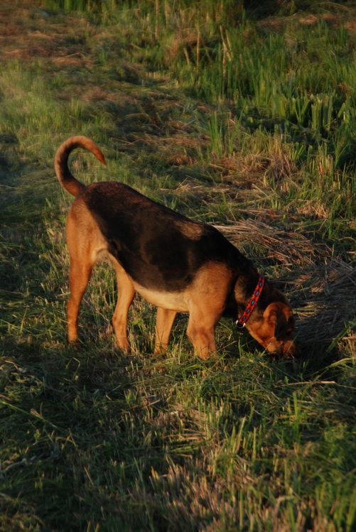 DSC_0009.JPG