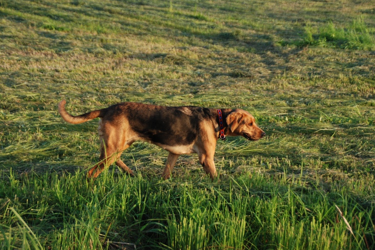 DSC_0011.JPG