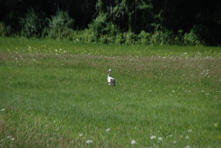 DSC_0036.JPG