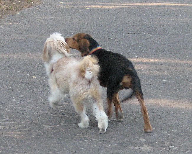 Urwis z Yoshi :) trochę niewyraźne :-/