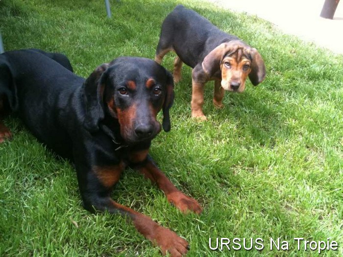 URSUS
