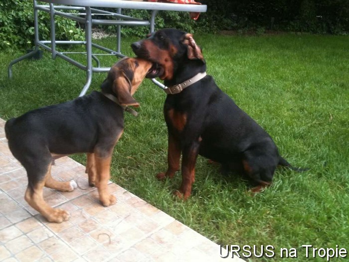 ursus2.jpg