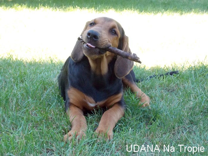 UDANA