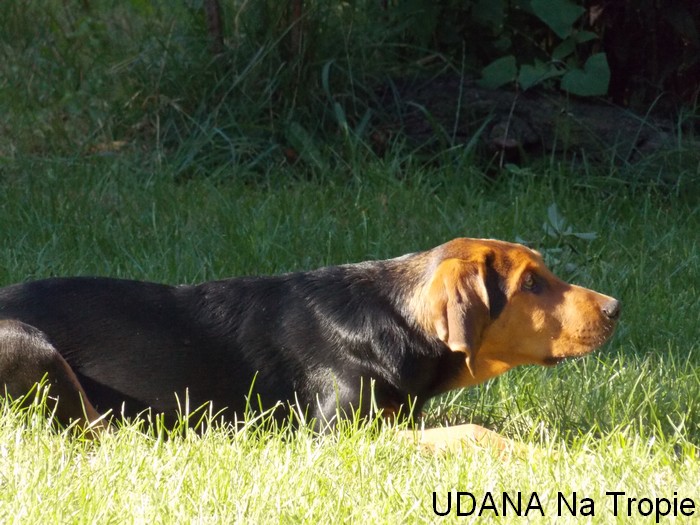 udana2.jpg