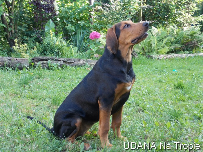 udana6.jpg