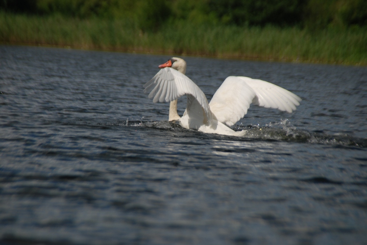 DSC_0066.JPG