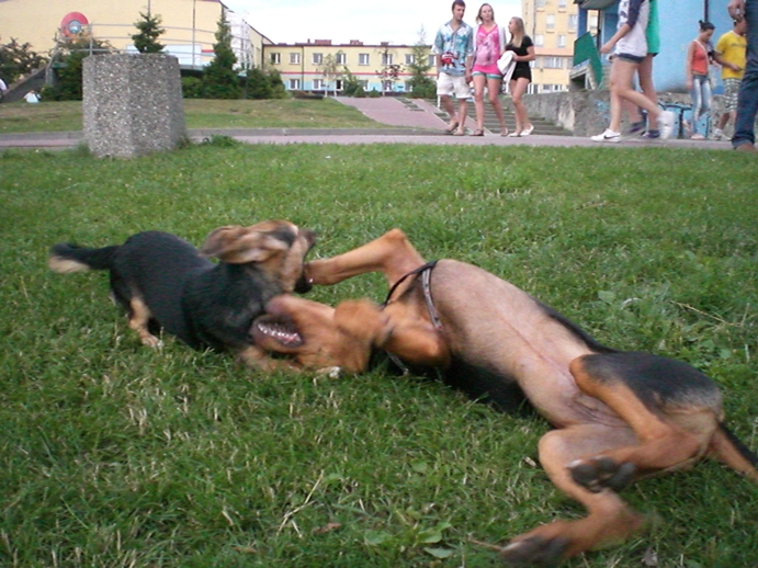 szaleństwa.jpg