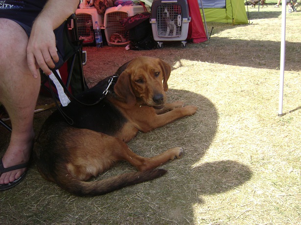 Biesiada Samograj