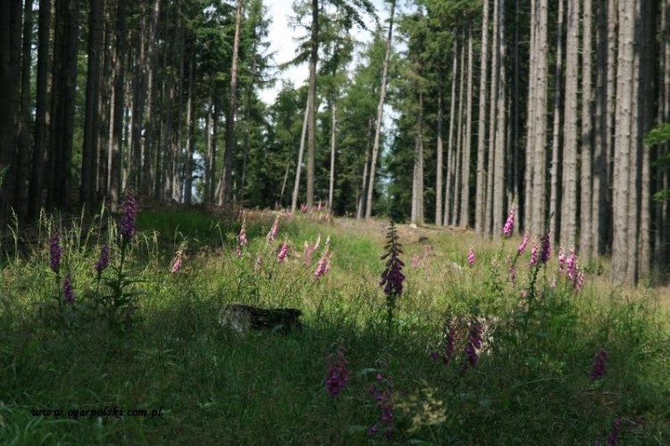 borówkowa 022.jpg