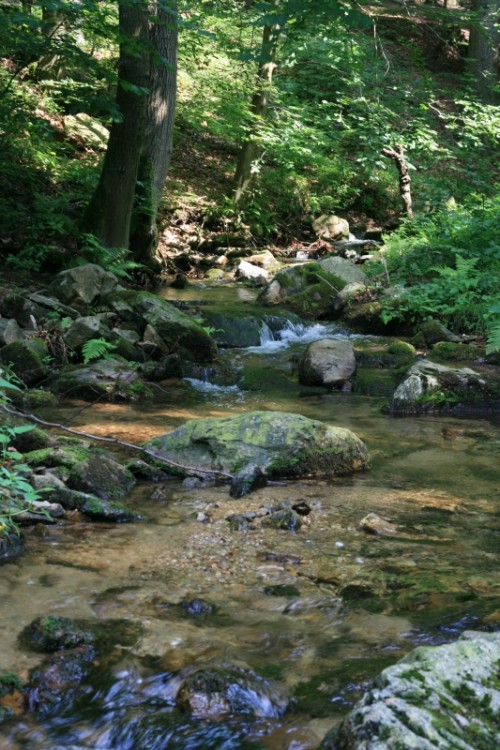 borówkowa 081.jpg