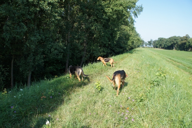 Czata przewodziła