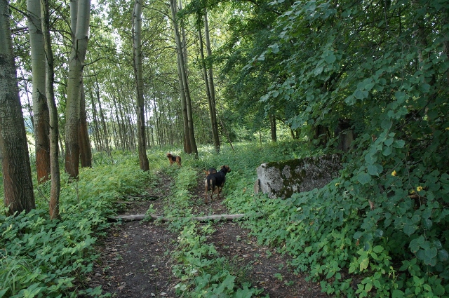 DSC06794 (640x425).jpg