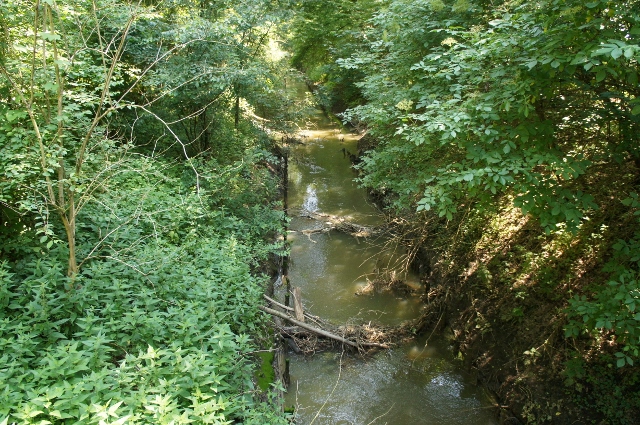 Trzciana