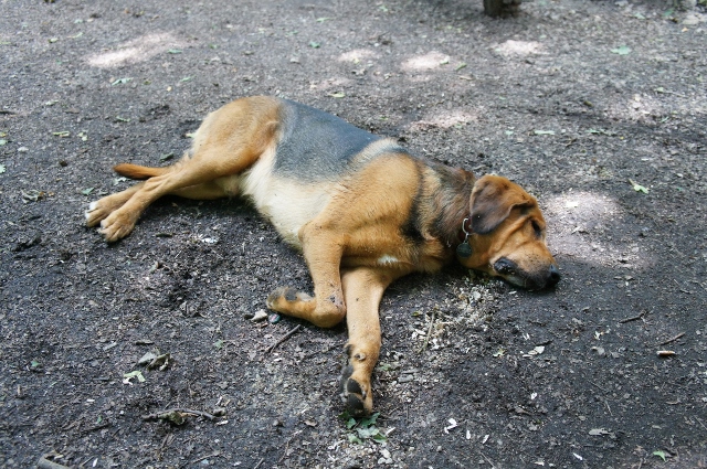 DSC06634 (640x425).jpg