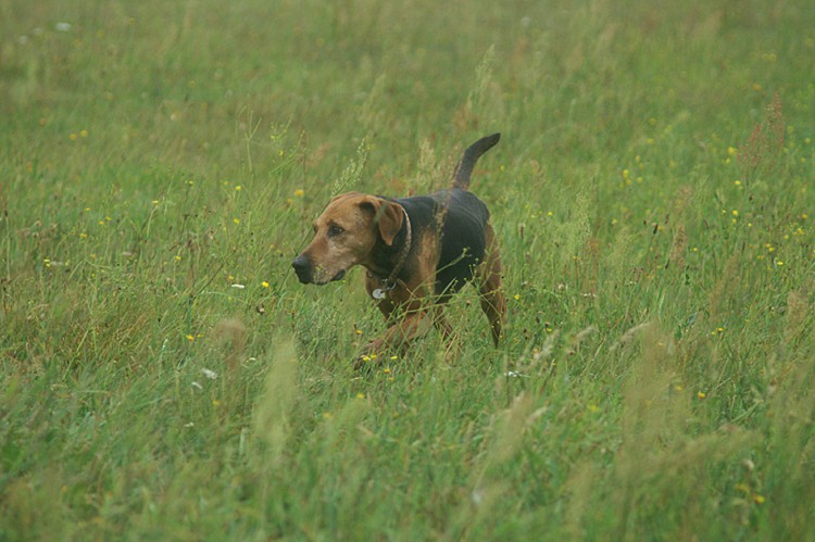 PICT0205o.jpg