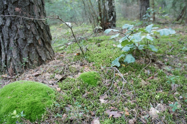 DSC06884 (640x425).jpg