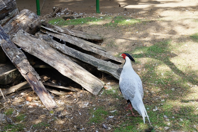 DSC07016 (640x425).jpg