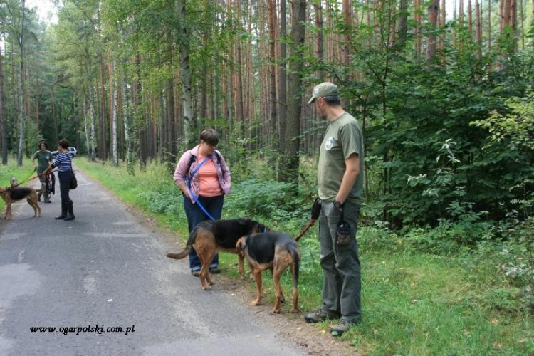 Leśne ploteczki.