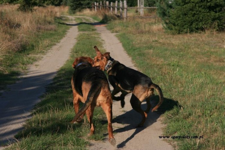 Mięta i Kalif.