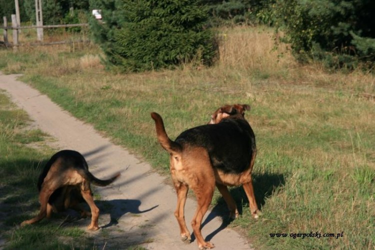 Mięta i Kalif.