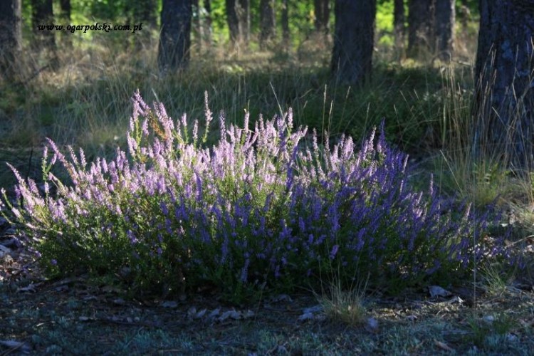 Zbliżenia II
