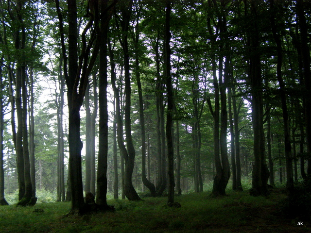 P8200075.JPG