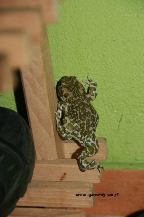Kolejna królewna chciała zamieszkać w naszym małym domku ;).