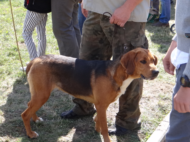 Zafira