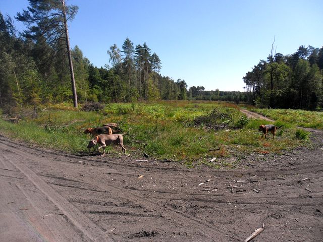 SAM_3956.JPG
