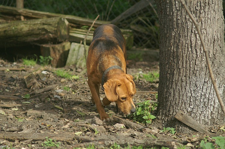saba2.jpg